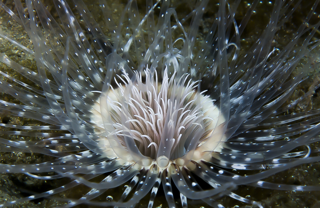 Cwilliams-OctChall-1