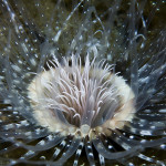 Cwilliams-OctChall-1