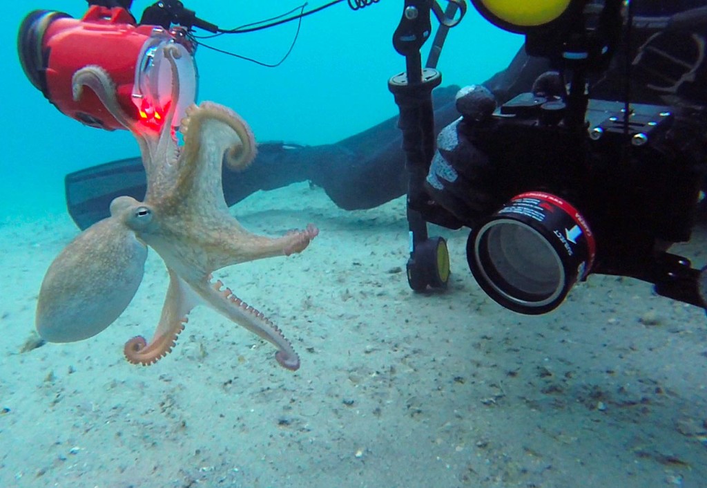 OctopusGrabsCamera