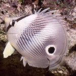BestButterflyfish