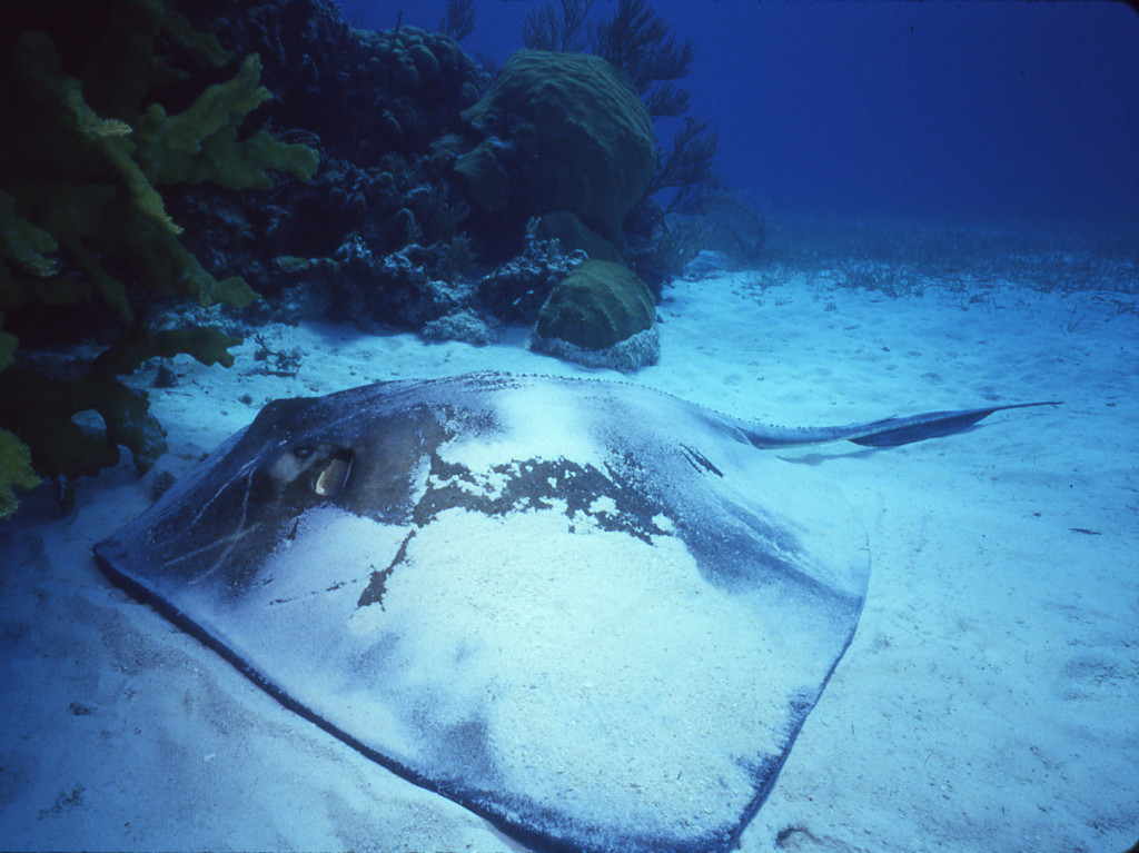 BigStingray