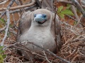 a1234Red-FootedBooby1