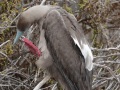 a1234Red-FootedBooby3