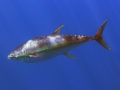 YellowfinTuna